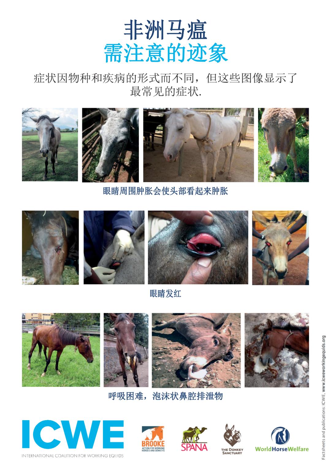 看香港正版精准特马资料,精选资料解析大全